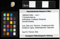 Foto (Objekt + Etiketten) von ? Goniodromites sp. 
